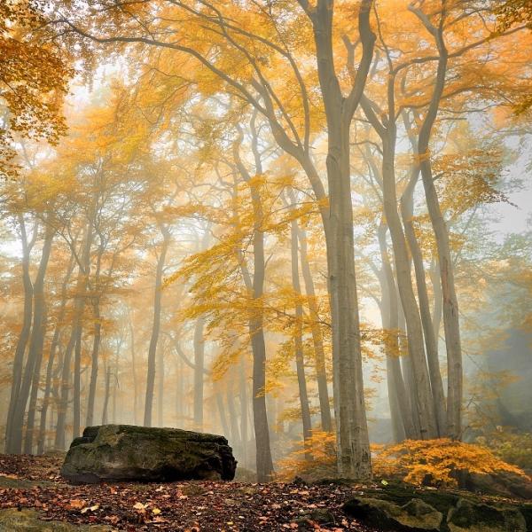 Tomas Morkes美丽的森林风光摄影