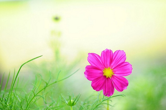 漂亮唯美的花卉摄影欣赏