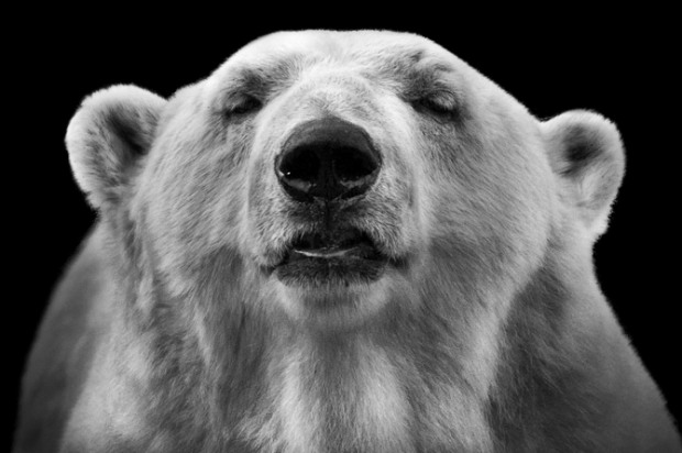 Wolf Ademeit黑白动物肖像摄影