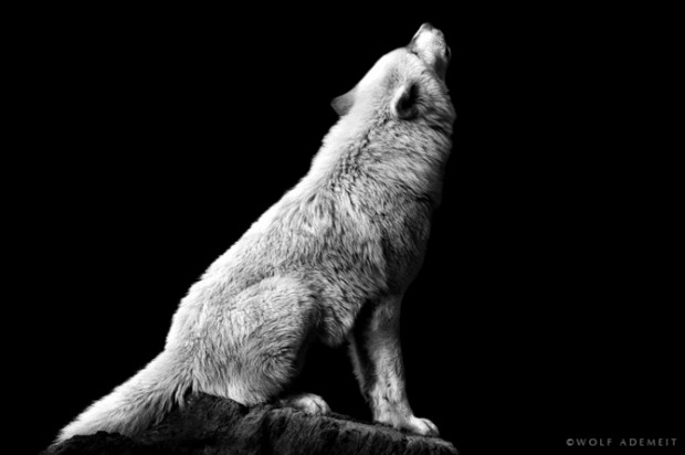 Wolf Ademeit黑白动物肖像摄影