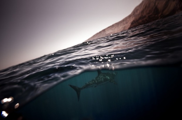 Michael Muller摄影作品：海洋霸主—鲨鱼