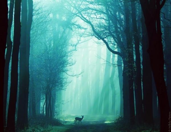 德国摄影师Nelleke Pieters宁静的森林摄影