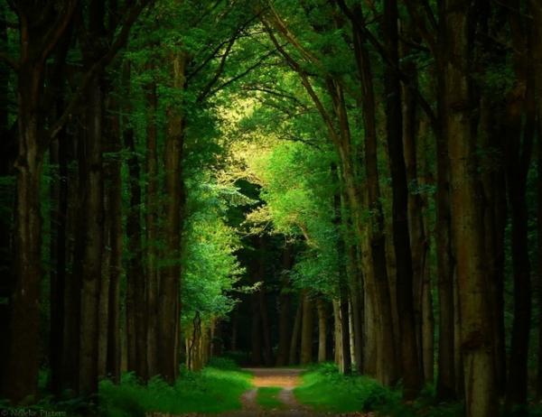 德国摄影师Nelleke Pieters宁静的森林摄影