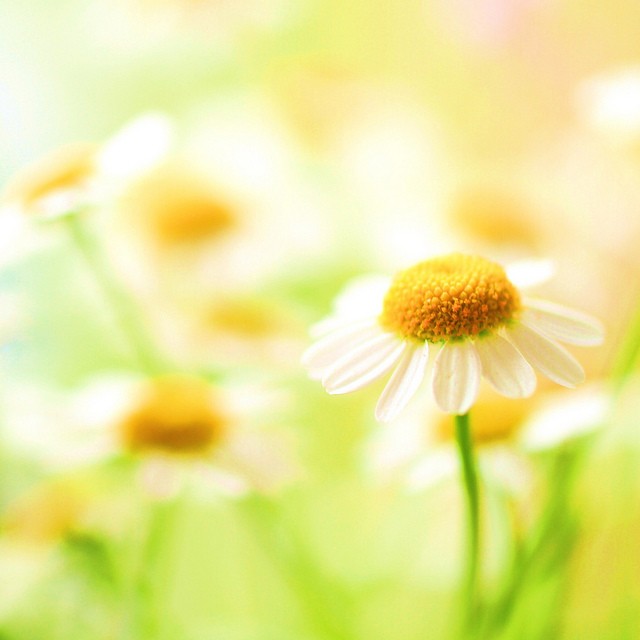 sweetheart*梦幻般的花卉摄影