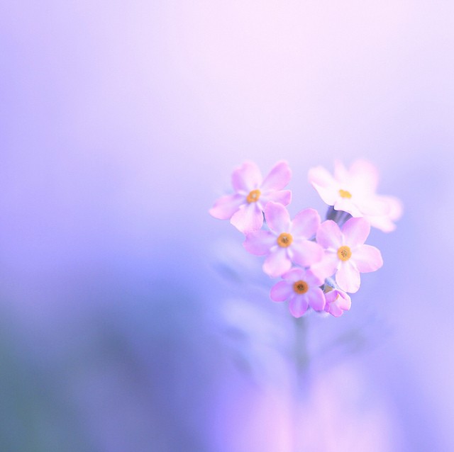 sweetheart*梦幻般的花卉摄影