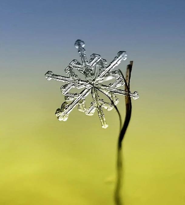 Andrew Osokin微距摄影：精美的雪花