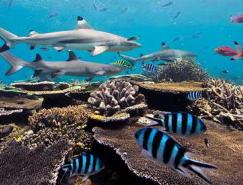 神奇的水下世界：美麗的海底動物攝影