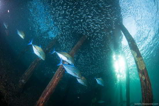 神奇的水下世界：美丽的海底动物摄影