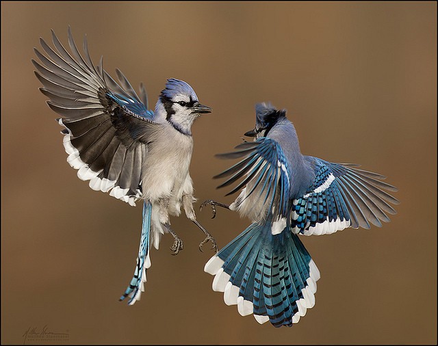 Matthew Studebaker漂亮的鸟类摄影