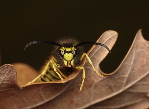 Pawel Bieniewski独特的微距昆虫摄影