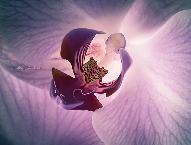 Helena Watson漂亮的花卉摄影