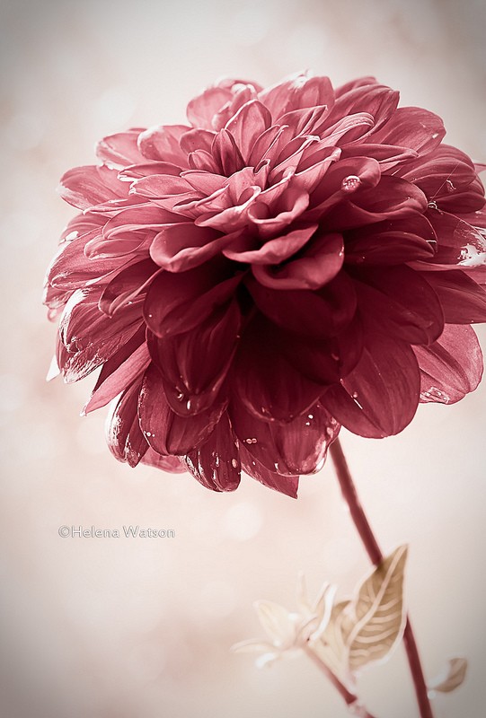 Helena Watson漂亮的花卉摄影