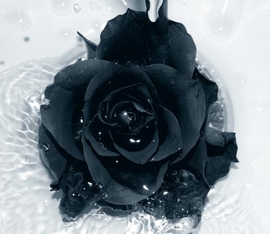 摄影欣赏：精致的玫瑰花图片