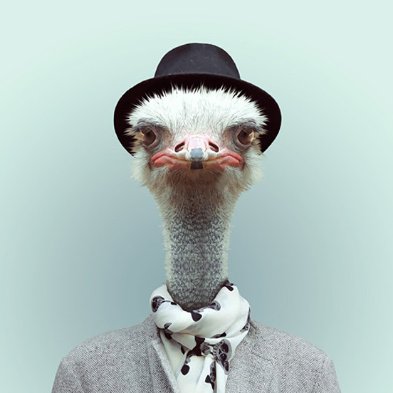 西班牙摄影师Yago Partal:穿衣服的动物肖像