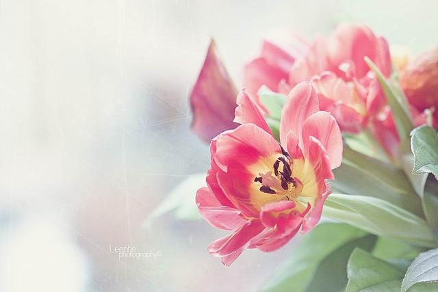 荷兰摄影师Helaine花卉摄影欣赏