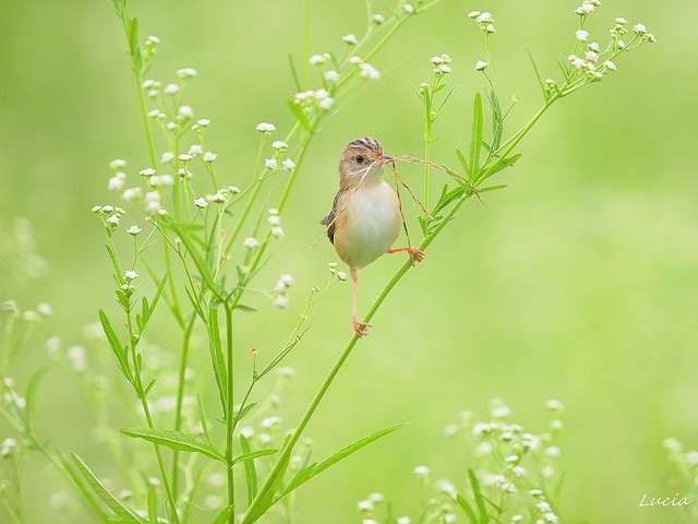 Lucia Lin精美的鸟类摄影欣赏