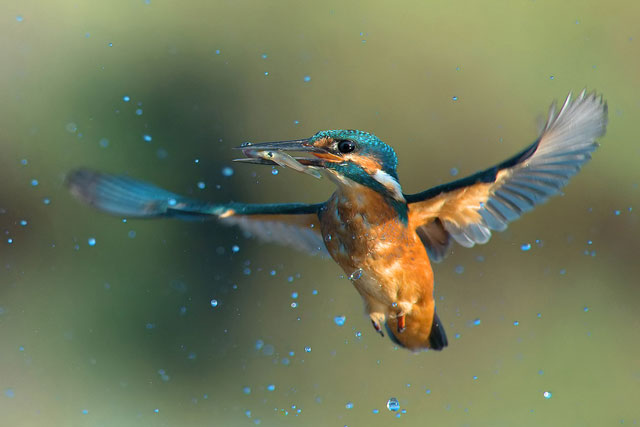 30张漂亮的鸟类摄影