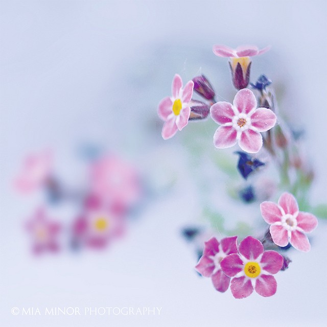 Mia Minor漂亮的花卉摄影欣赏