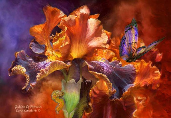 Carol Cavalaris漂亮的花卉绘画作品