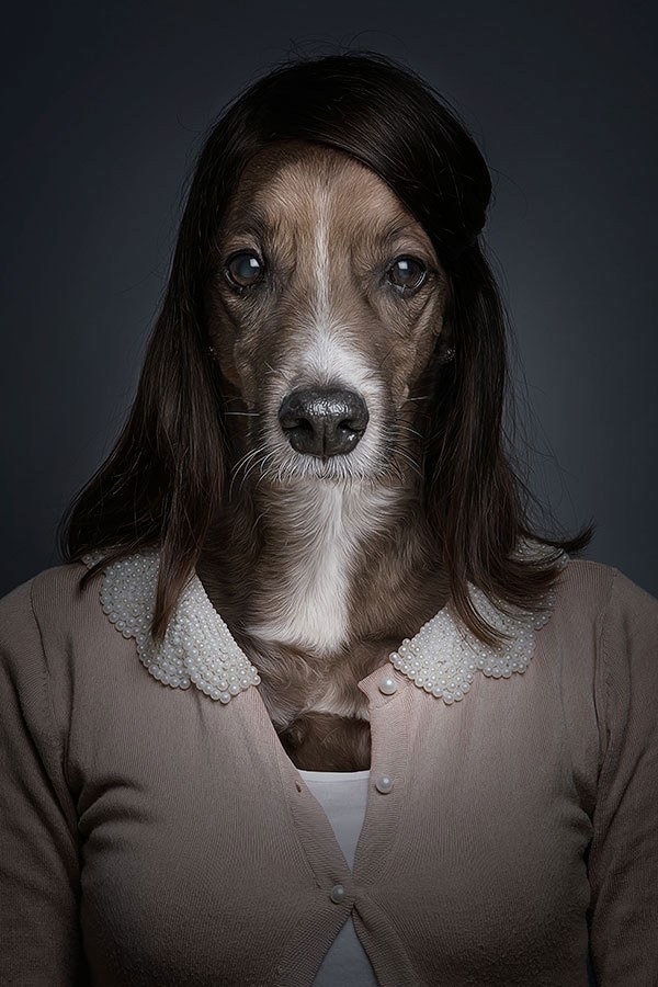 人模狗样：有趣的动物肖像摄影