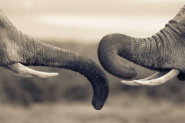 动物摄影欣赏：大象