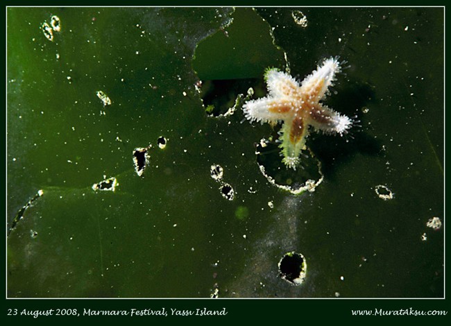 Murataxu水下生物微距摄影欣赏