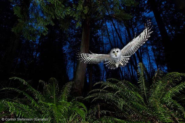 2013年度的野生动物摄影大赛获奖作品欣赏