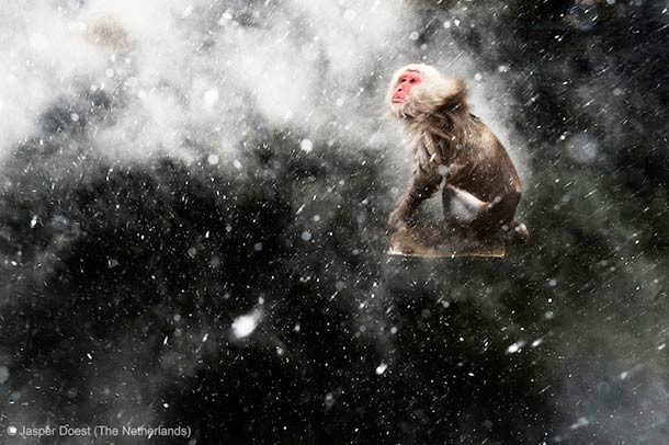 2013年度的野生动物摄影大赛获奖作品欣赏