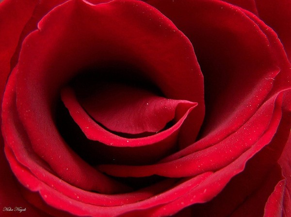 45张漂亮的玫瑰花摄影图片欣赏