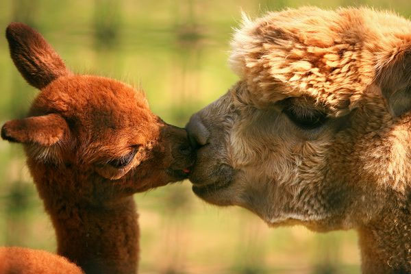 动物的爱:20个温馨的动物摄影欣赏