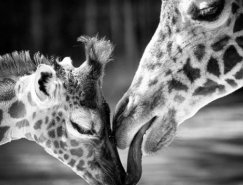 動物的愛:20個溫馨的動物攝影欣賞