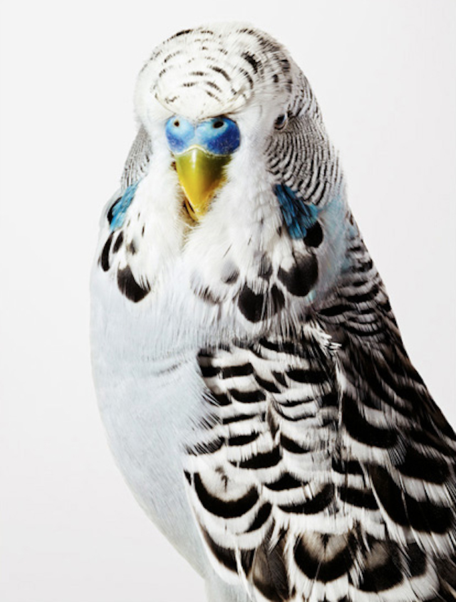 Leila Jeffreys鸟类肖像摄影欣赏