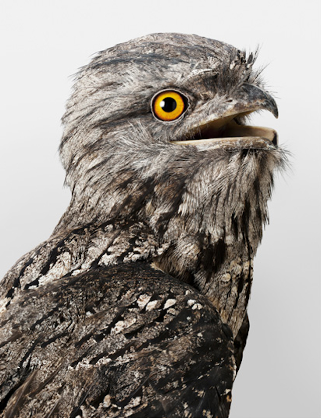 Leila Jeffreys鸟类肖像摄影欣赏
