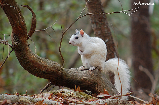 动物摄影欣赏:可爱的松鼠