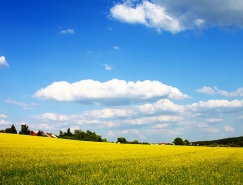 蓝天白云和油菜花海高清图片