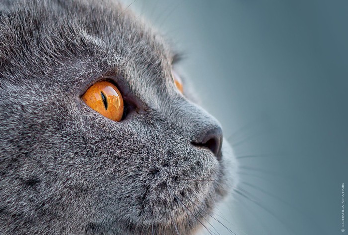 15个可爱猫咪摄影欣赏