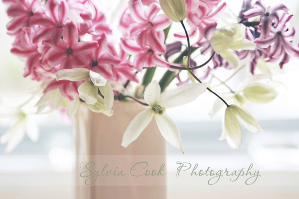 Sylvia Cook复古风格花卉摄影欣赏