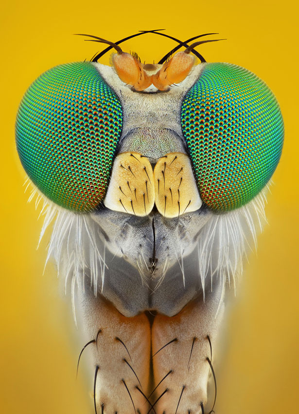 极致的细节:AlHabshi高清昆虫微距摄影