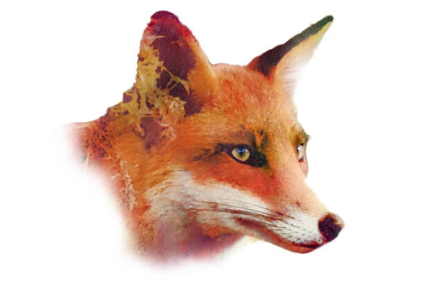 Photoshop制作精美的水彩狐狸头像