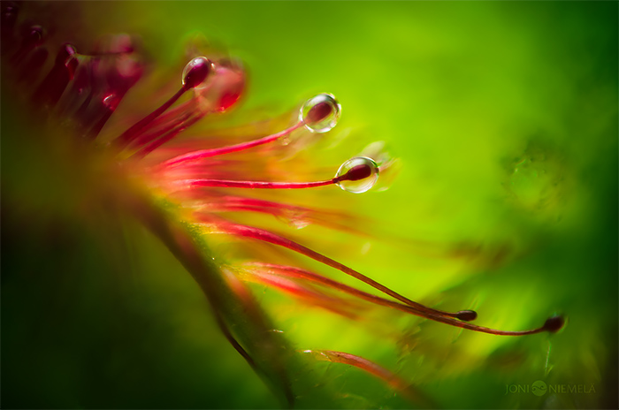 Joni Niemela食虫植物微距摄影作品