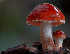 Steve Axford攝影作品:夢幻蘑菇