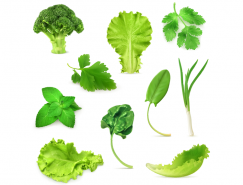 各种绿色蔬菜矢量素材