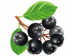 黑莓水果矢量素材