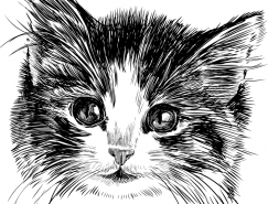 猫咪肖像素描矢量素材