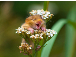 26張可愛的小老鼠攝影圖片欣賞