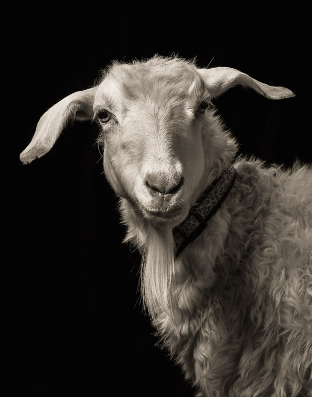 Kevin Horan山羊和绵羊肖像摄影欣赏