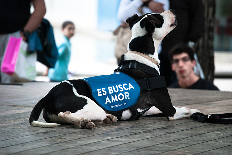 宠物保护组织Es busca amor视觉形象设计欣赏