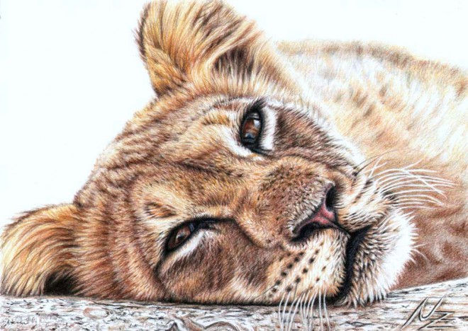 25张精细逼真的动物绘画作品欣赏