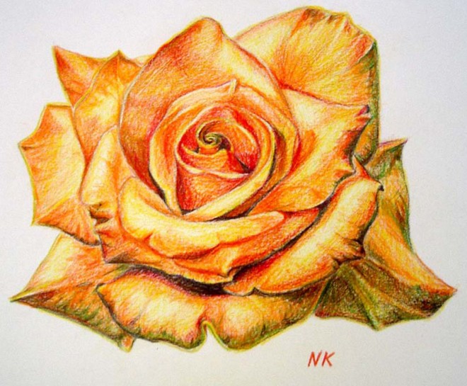 25个漂亮的玫瑰花绘画作品欣赏