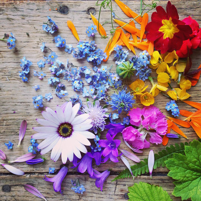 Philippa Stanton花卉摄影欣赏